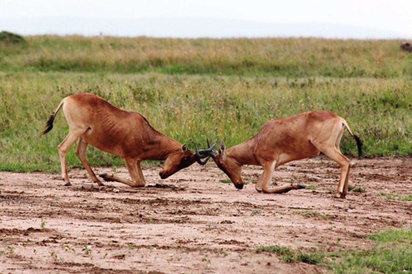 <p>1. compete with others in a struggle to achieve (something).<br>2. assert something as a position in an argument.</p><p>Con-tend = Tend to argue about con things</p>