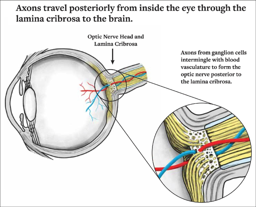 <p>network of collagen and elastic fibers that bridge across the posterior scleral foramen and support the ON</p>