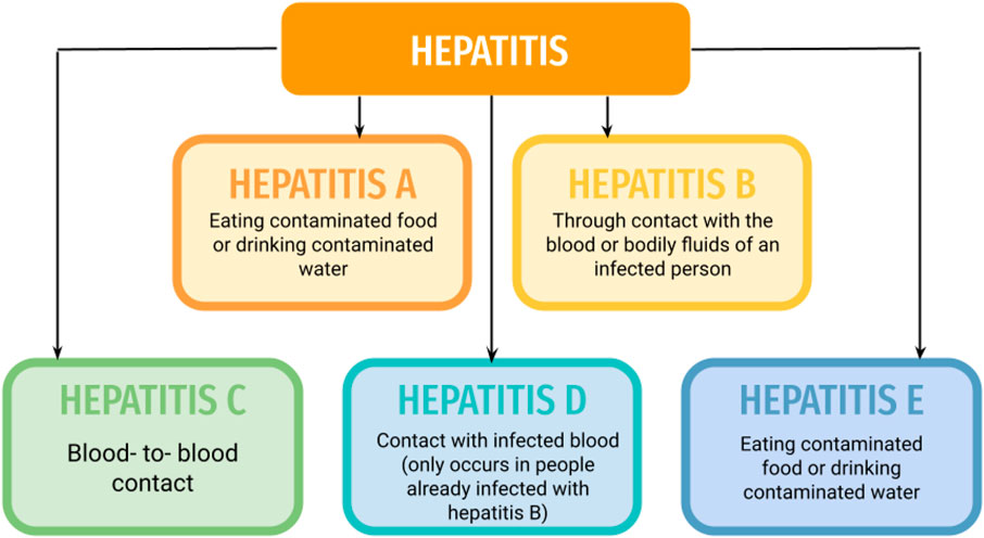 <p>What are the <strong>main causes</strong> of<strong> hepatitis?</strong></p>