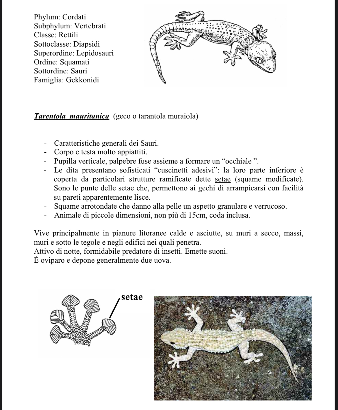 <p>Geko</p>