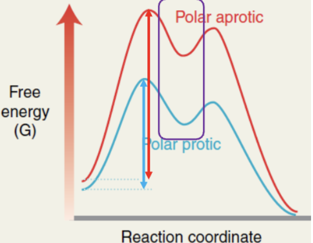 <p>what does a polar proticc solvent do in a Sn1 rxn?</p>