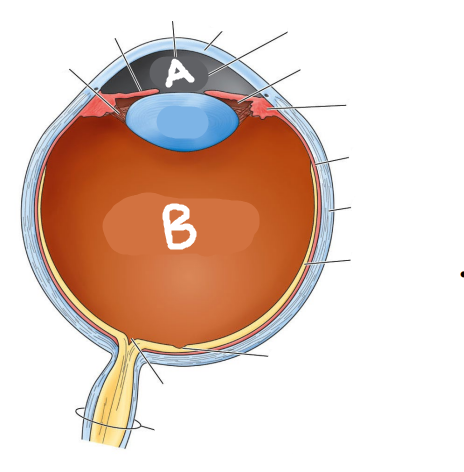 <p>Which is the aqueous humor?</p>