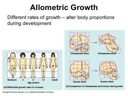 <p>proportioning of the relative rates of growth of various parts of the body that helps give a body its specific form</p>