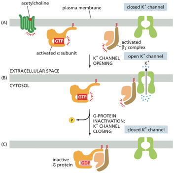 <p><strong>(A) Activation</strong></p><ul><li><p>The neurotransmitter <strong>acetylcholine</strong> binds to its specific G protein-coupled receptor (GPCR).</p></li><li><p>This activates the associated G protein, causing the α subunit to exchange its GDP for GTP.</p></li><li><p>The G protein then splits into two active parts: the <strong>activated α subunit</strong> and the <strong>activated βγ complex</strong>.</p></li></ul><p><strong>(B) Channel Opening</strong></p><ul><li><p>In this particular pathway, it's the activated <strong>βγ complex</strong> that acts as the signaling molecule.</p></li><li><p>It diffuses a short distance along the membrane and binds directly to a closed <span><strong>K+</strong></span><strong> channel</strong>.</p></li><li><p>This binding forces the channel to open, allowing positively charged potassium ions to flow out of the cell, down their concentration gradient. This outflow of positive charge makes the cell membrane more polarized (hyperpolarized), which in the case of heart muscle, makes it harder to excite and thus slows the heart rate. <span data-name="mending_heart" data-type="emoji">❤‍🩹</span></p></li></ul><p><strong>(C) Inactivation and Closing</strong></p><ul><li><p>The system has a built-in timer. The α subunit hydrolyzes its bound GTP back to GDP, which inactivates it.</p></li><li><p>The now-inactive α subunit re-binds to the βγ complex, reforming the complete, inactive G protein.</p></li><li><p>With the βγ complex no longer available to bind to the channel, the <span><strong>K+</strong></span><strong> channel closes</strong>, and the system returns to its resting state, ready for another signal.</p></li></ul><p></p>