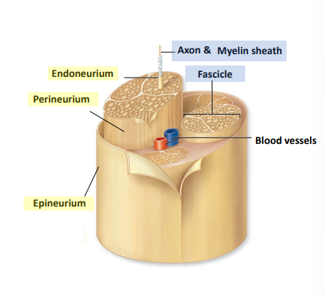 <p>What is perineurium?</p>