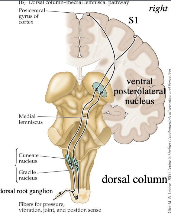 <ol><li><p>spinal cord (1st synapse for some neurons)</p></li><li><p>medulla (1st synapse for most neurons)</p></li><li><p>thalamus (synapse)</p></li><li><p>parietal cortex (synapse)</p></li></ol><p></p>