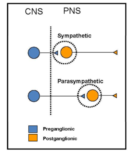 <p>Sympathetic:</p><ul><li><p>controls energy expending processes</p></li><li><p>short preganglionic fibers, long postganglionic fibers</p></li></ul><p></p><p>Parasympathetic:</p><ul><li><p>controls energy conserving processes</p></li><li><p>long preganglionic fibers, short postganglionic fibers</p></li></ul><p></p>
