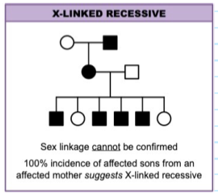 <p>Recessive allele on the X chromosome is expressed only when a person has <span><strong>two copies (female) or one copy (male).</strong></span> Affected males transmit the trait to all their <span><strong>daughters, who become carriers,</strong></span> but not to their sons. Affected females<span><strong> will always infect their male offspring</strong></span> with the trait. <span><strong>Red-green colour blindness.</strong></span></p>