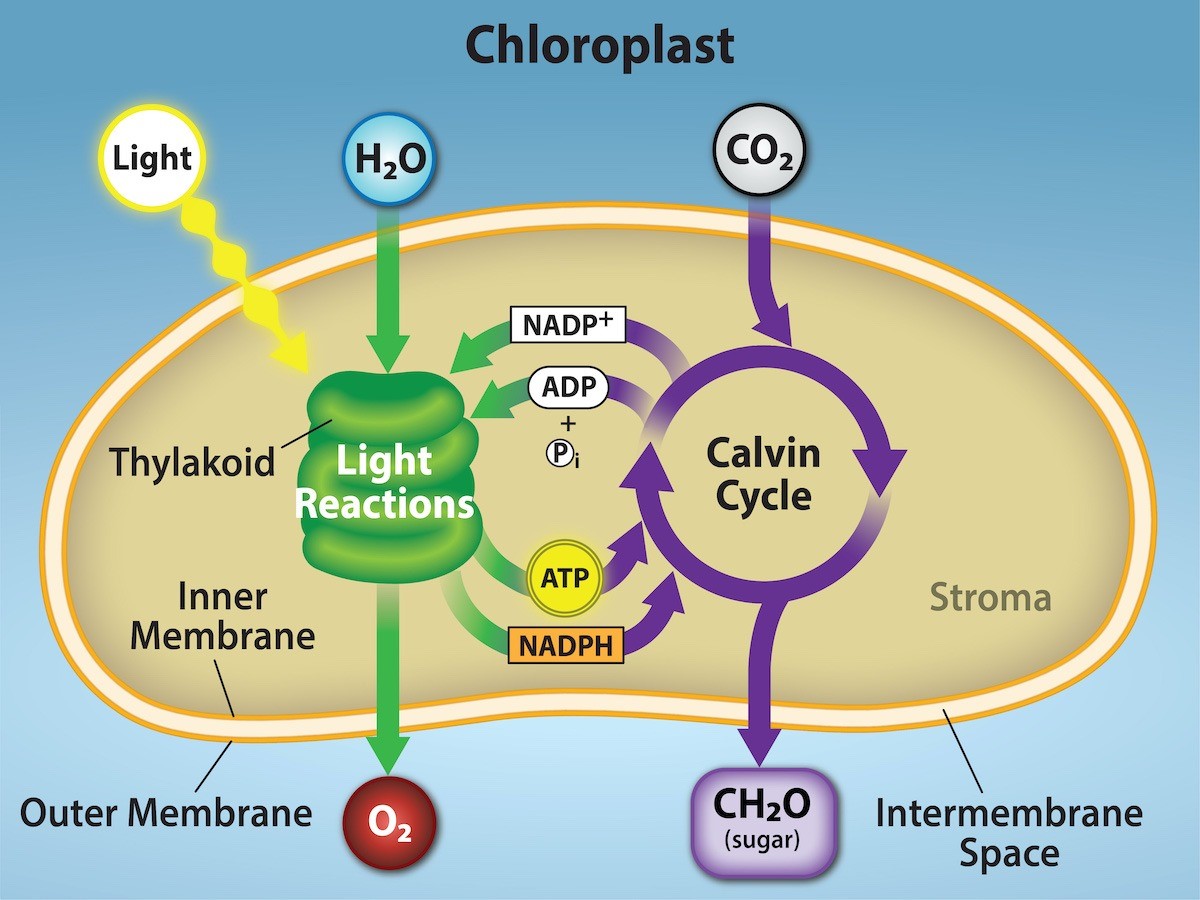 <ul><li><p>Chlorophyll is contained within chloroplasts</p></li><li><p>Chloroplasts are found in mesophyll cells of leaves, they are surrounded by a double layer of cell membranes</p></li><li><p>Inside the chloroplasts are stacks of granum that are surrounded by the thylakoid membrane</p></li><li><p>The space around the granum is called stroma</p></li><li><p>Light is absorbed by the granum, except for green wavelength which is transmitted</p></li><li><p>Light energy is packaged into photons which strike the chlorophyll and cause it to emit higher energy electrons</p></li></ul><p></p>