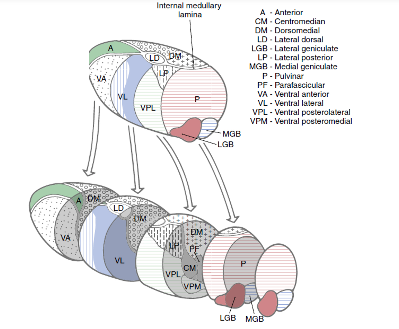 <p>lateral dorsal nucleus - cingulate gyrus</p><p>lateral posterior nucleus - parietal lobe</p><p>pulvinar - visual function, eye movements</p>