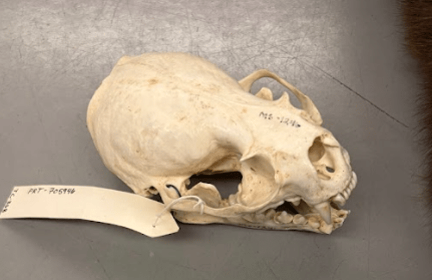 <p>What is this specimen?</p>