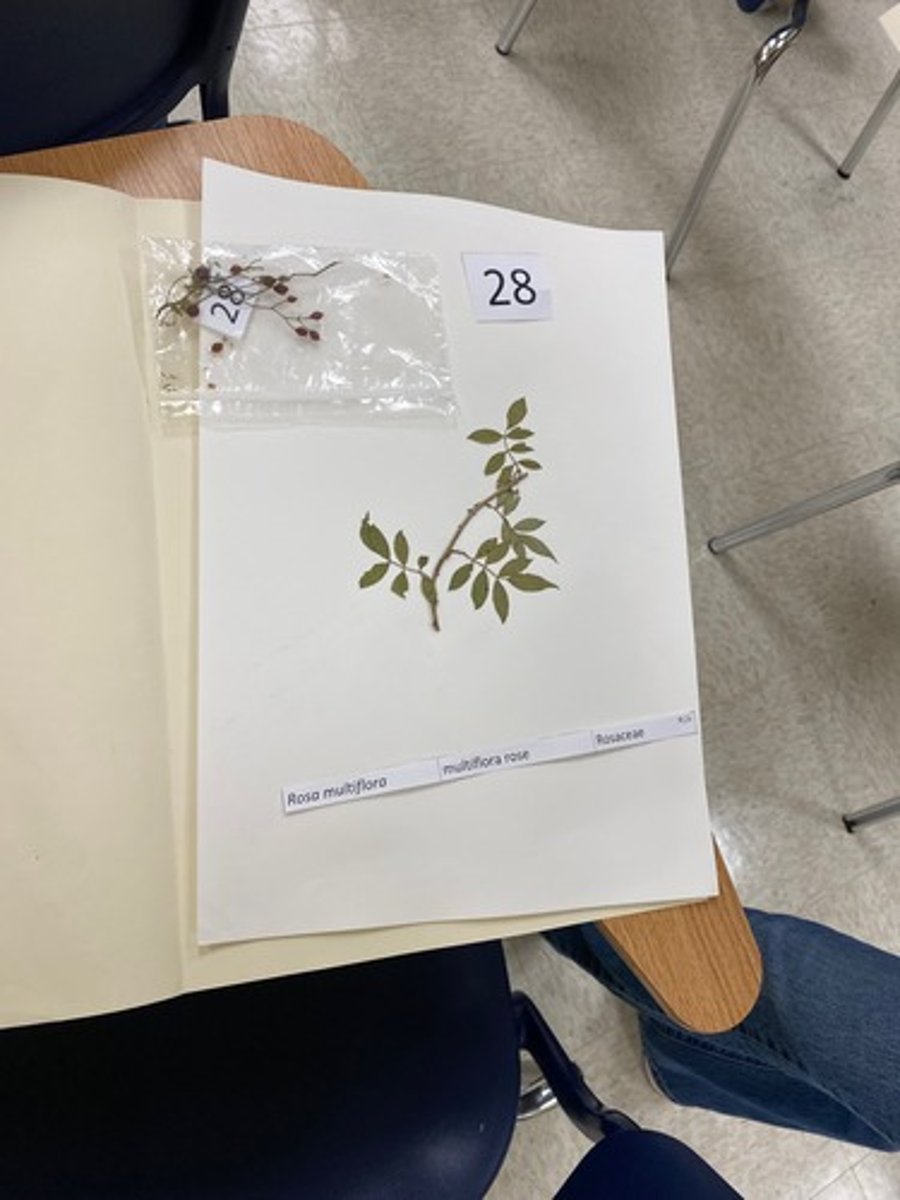 <p>Rosa multiflora (Rosaceae)</p>