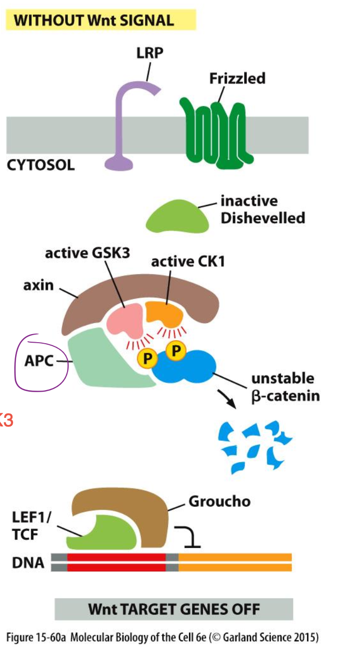 <p>β-caténine est dégradé par un complexe qui le phosphoryle composé de Axin, la kinase GSK3 → répression des gènes Wnt</p>