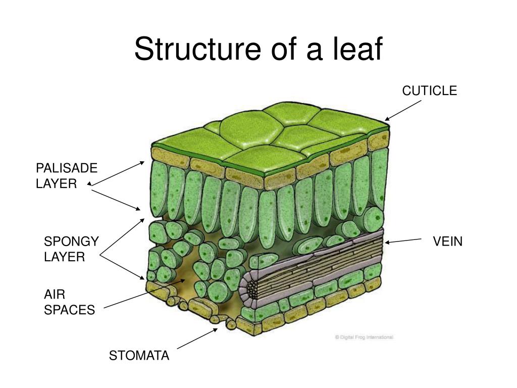 <p>palisade layer</p>