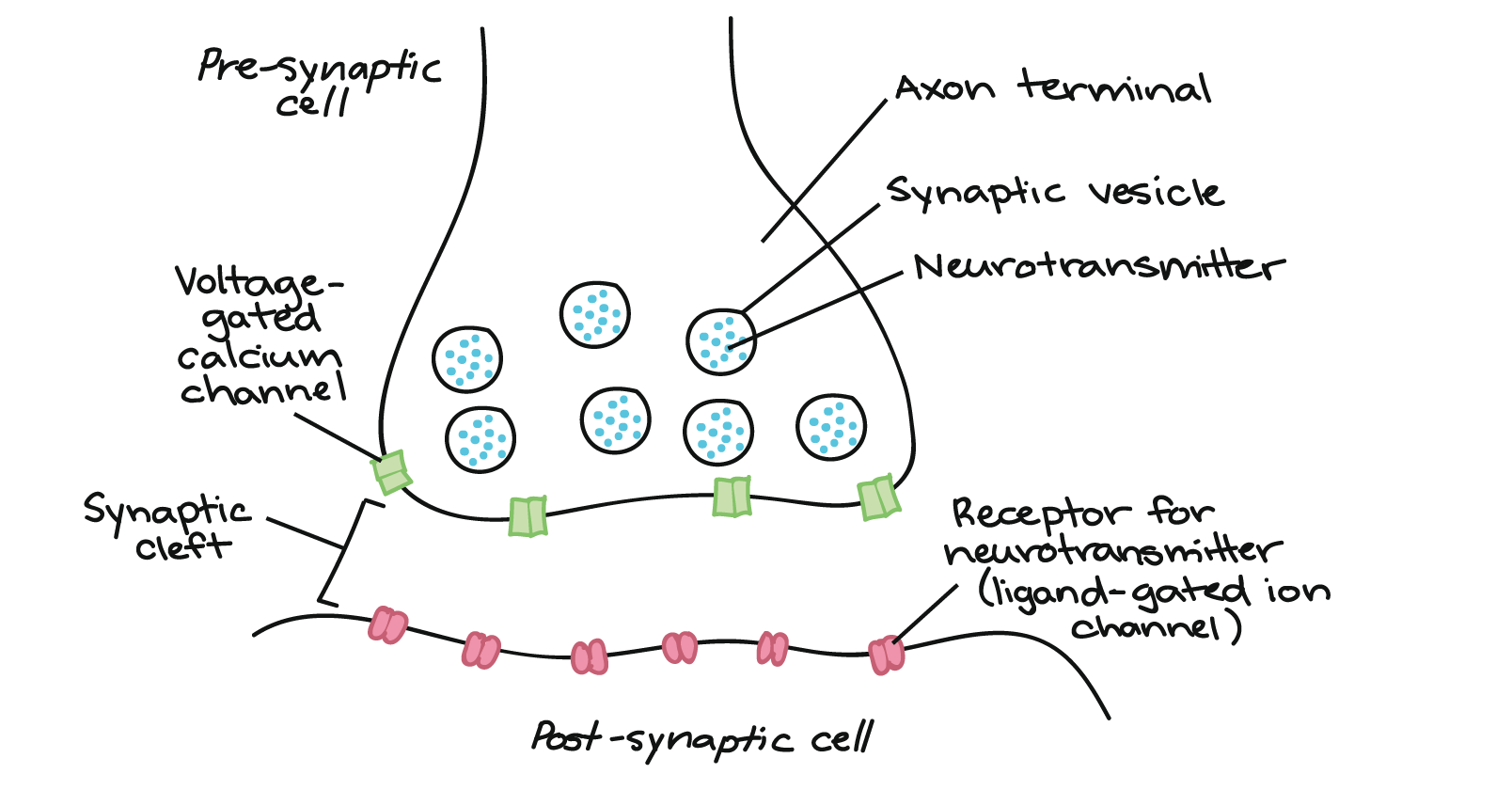 resting potential: waiting, no incoming signal, - inside/ + outside

info build

reaching threshold: enough messages received

action potential: sends electrical charge along axon, depolarizes + inside/ - outside, neurotransmitters released into the synapse and bind to receptors of post-synaptic neuron

refractory period: brief period it can't fire impulse, reestablish resting potential conditions