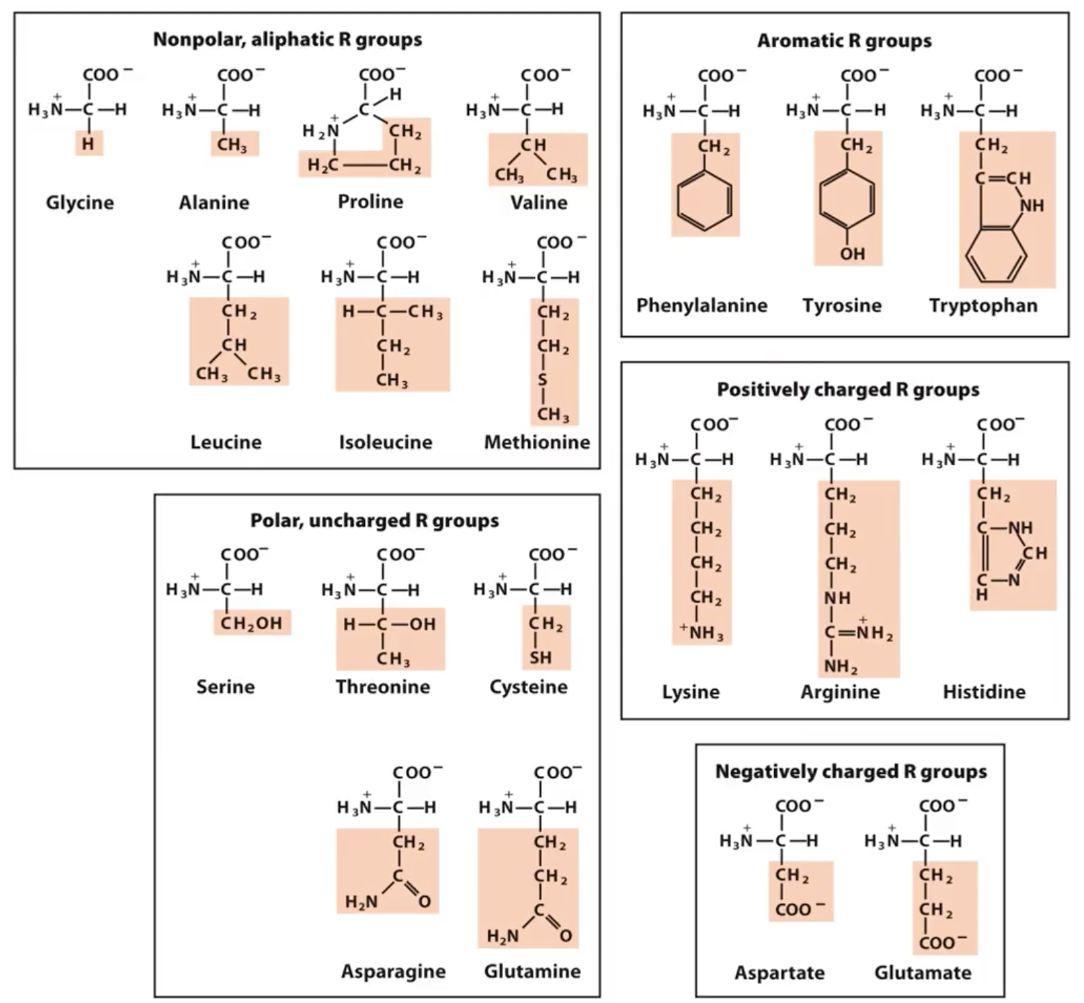 <ul><li><p>polar/non-polar</p></li><li><p>aliphatic/aromatic</p></li><li><p>charged/uncharged/negative/positive</p></li></ul><p></p>