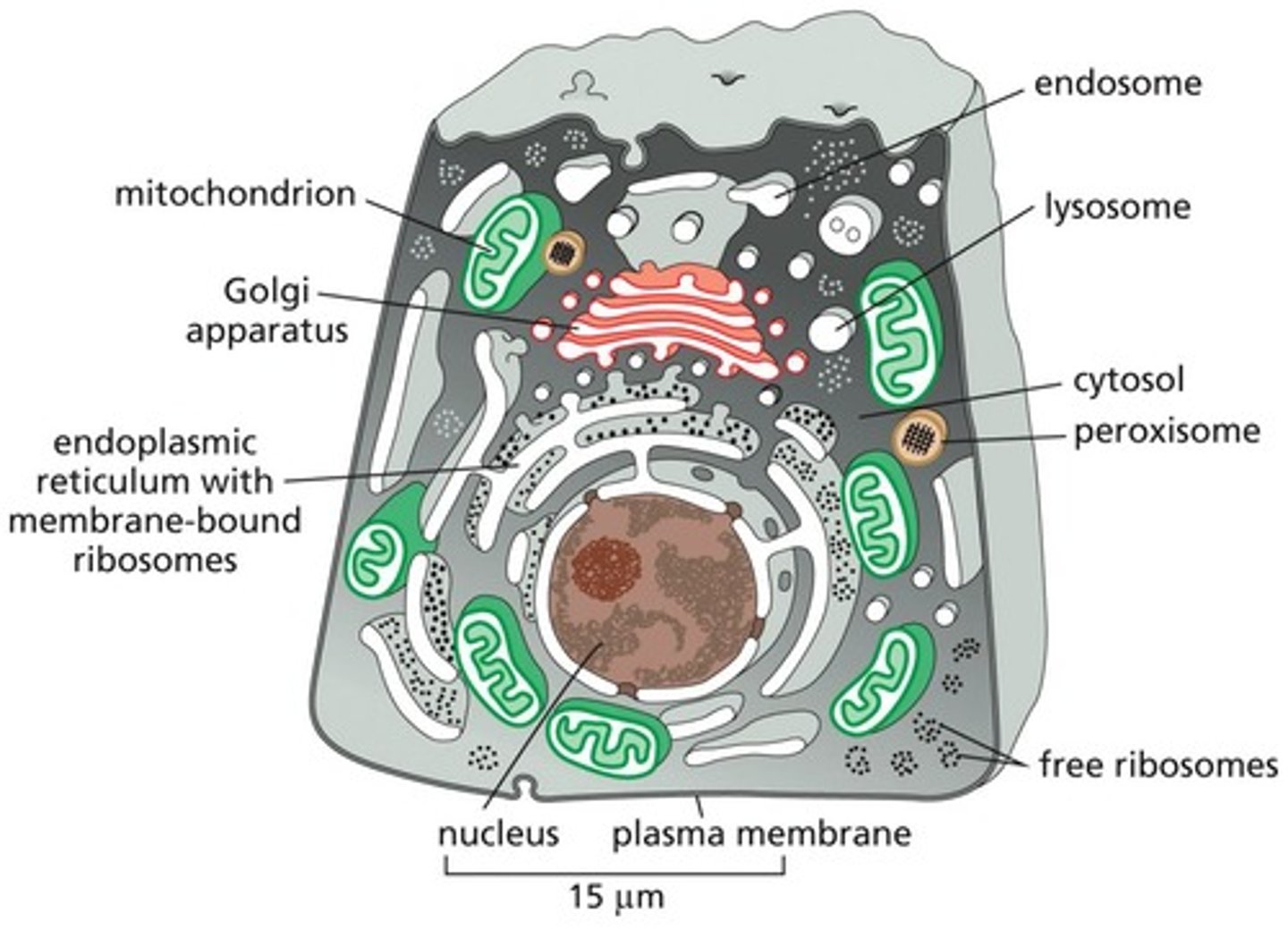 <p>Multiple internal compartments with membrane-enclosed organelles.</p>