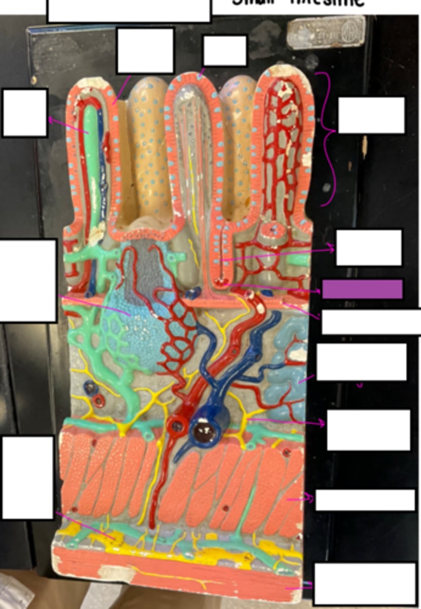 knowt flashcard image