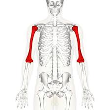 <p>name this bone or bone marking</p>