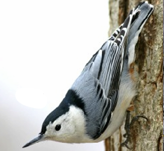<p>What Bird is this? (and gender)</p>
