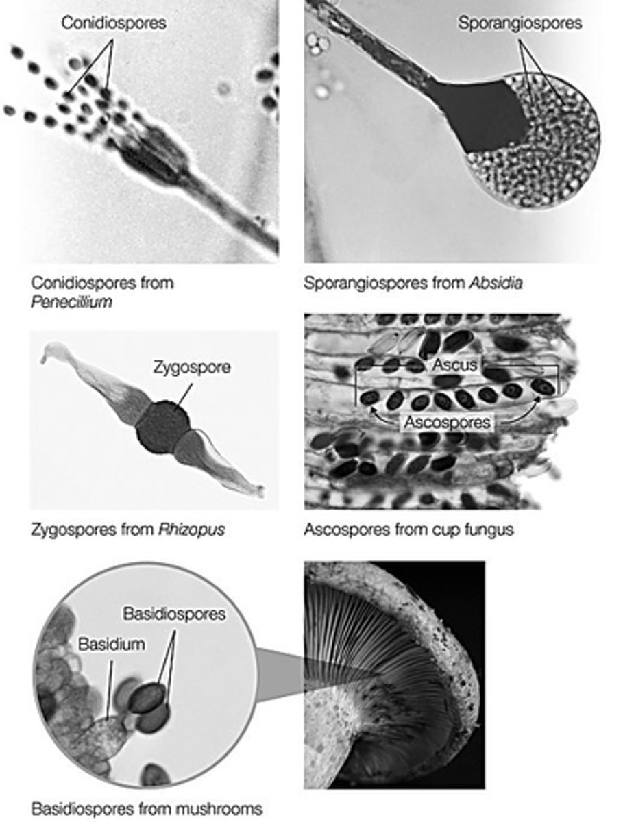 <p>conidiospores and sporangiospores</p>