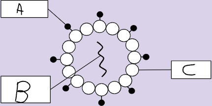 <p>Label this basic structure of a virus</p>