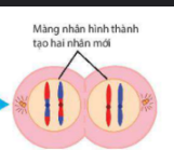 <p><span>- NST dãn xoắn. Màng nhân và nhân con xuất hiện, màng tế bào hình thành. Tạo ra hai tế bào con.</span></p>