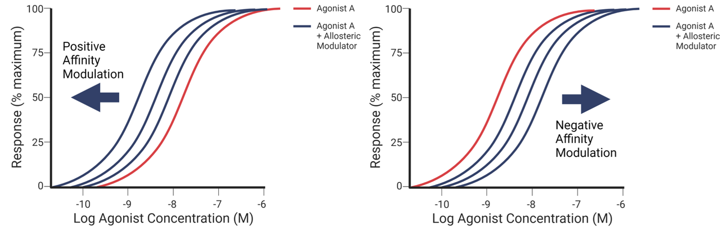 <p>They alter how well the agonist binds to the receptor.</p><ul><li><p>Therefore more or less of the agonist is required for the same response</p></li><li><p>It shifts the concentration response curve left or right</p></li></ul><p></p>