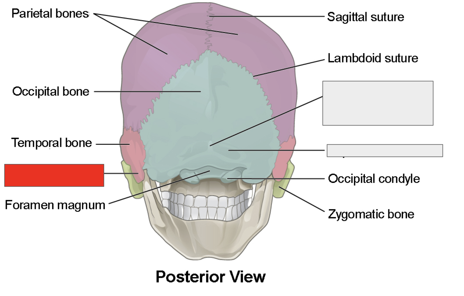 <p>Name the covered bone</p>