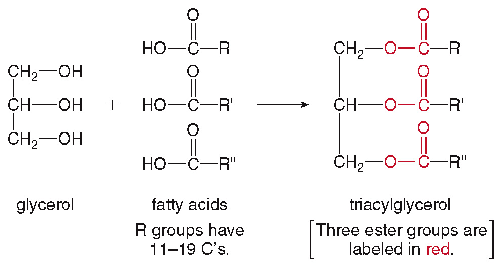 <ul><li><p>are the building blocks of fat in our body and in the food we eat.</p></li><li><p>Fats and oils are made of triglycerides. </p><ul><li><p>Hence fat and oil molecules are also known as triacylglycerol or triglycerides.</p></li></ul></li><li><p>are formed when a glycerol molecule and three molecules of fatty acids are combined.</p></li><li><p></p></li></ul><p></p>