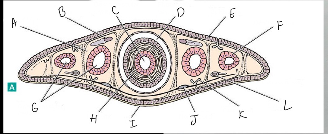<p>What phyla and class does this organism belong to? Identify the parts that correspond to each letter.</p>