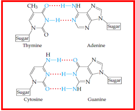 <p><span><span>Of the following four 15 base-pair, double-stranded DNA sequences, which will be most stable at higher temperatures? In other words, which will most likely remain in a double-stranded form? Select only </span></span><strong><em>ONE</em></strong><span><span> answer choice. </span></span></p>