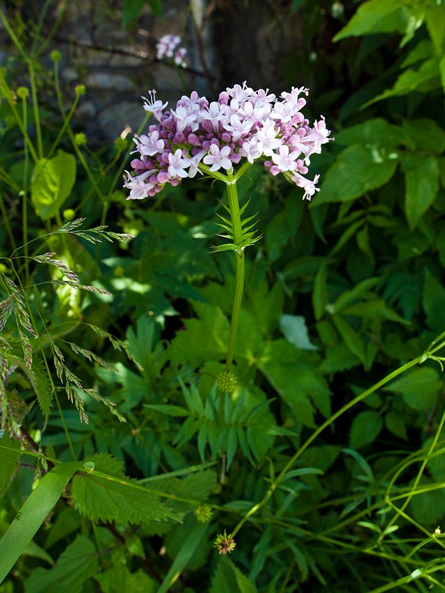 <p>caprifoliacées</p>