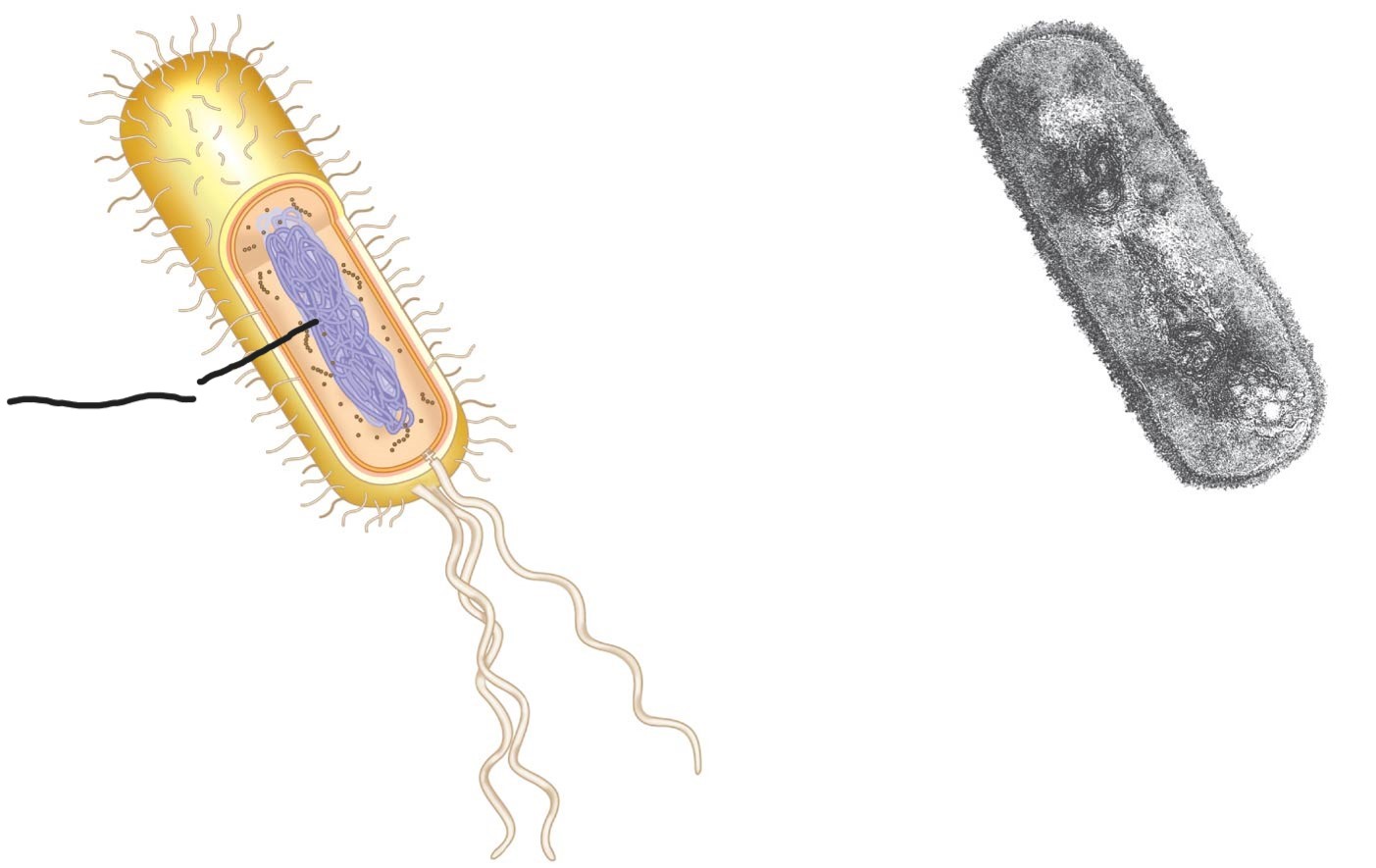 <p>What is this (typical rod-shaped bacterium)</p>