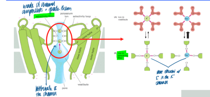<p>selective for a specific ion (size and charge)&nbsp;</p><ul><li><p><strong>selectivity filter </strong>arranges molecules to pass in a single file&nbsp;</p></li><li><p>no actual ion binding site as seen in carriers&nbsp;</p></li></ul><p></p>