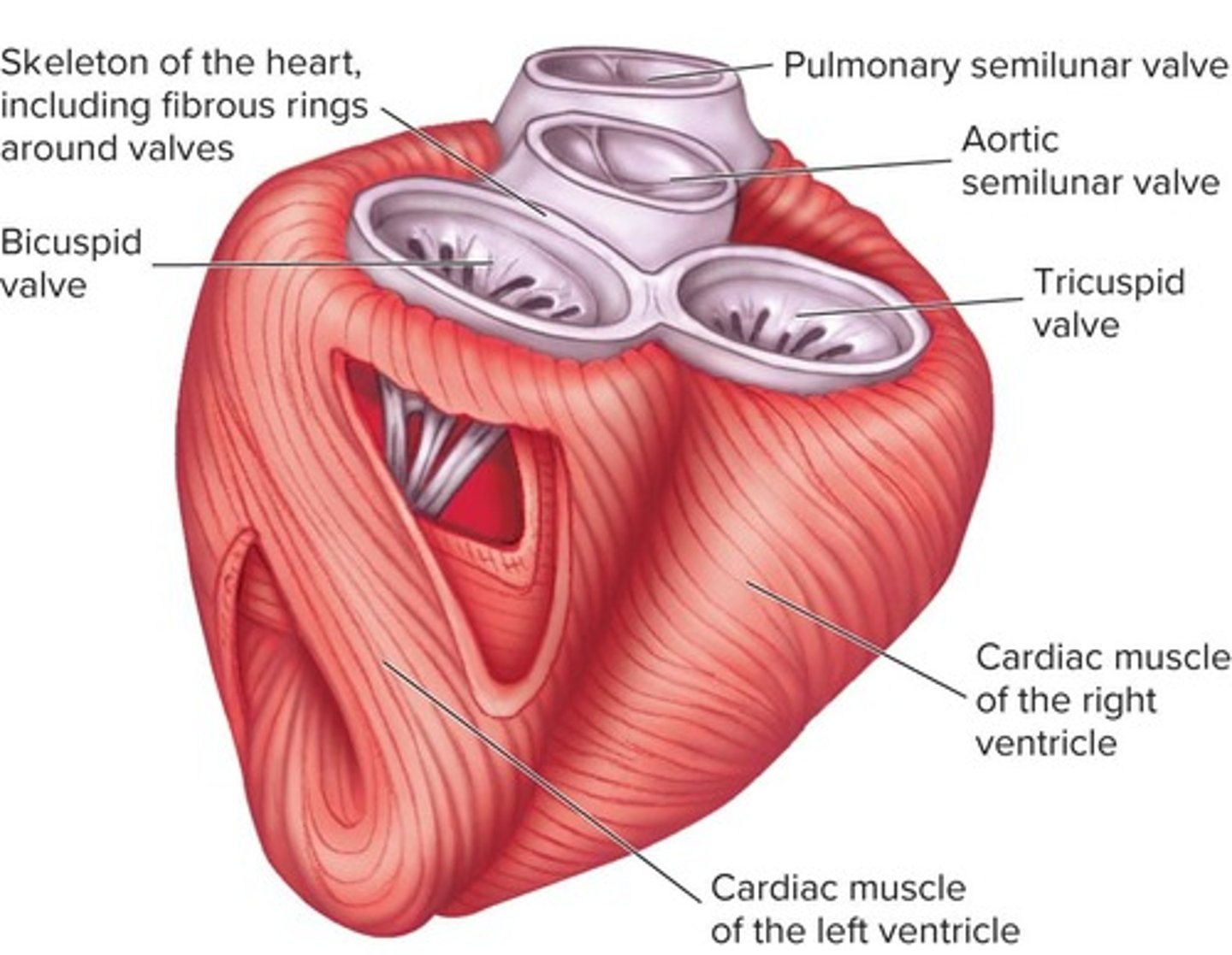 <p>Atrioventricular (AV) valves and semilunar valves.</p>