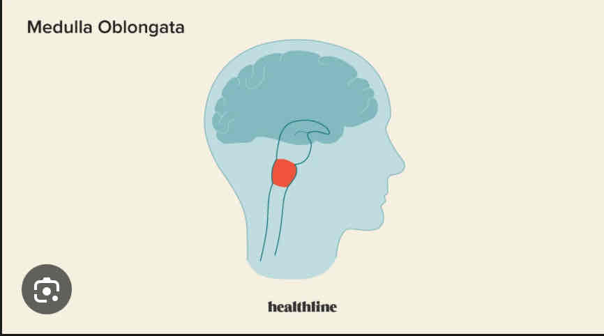 <p>Medulla Oblongata</p>