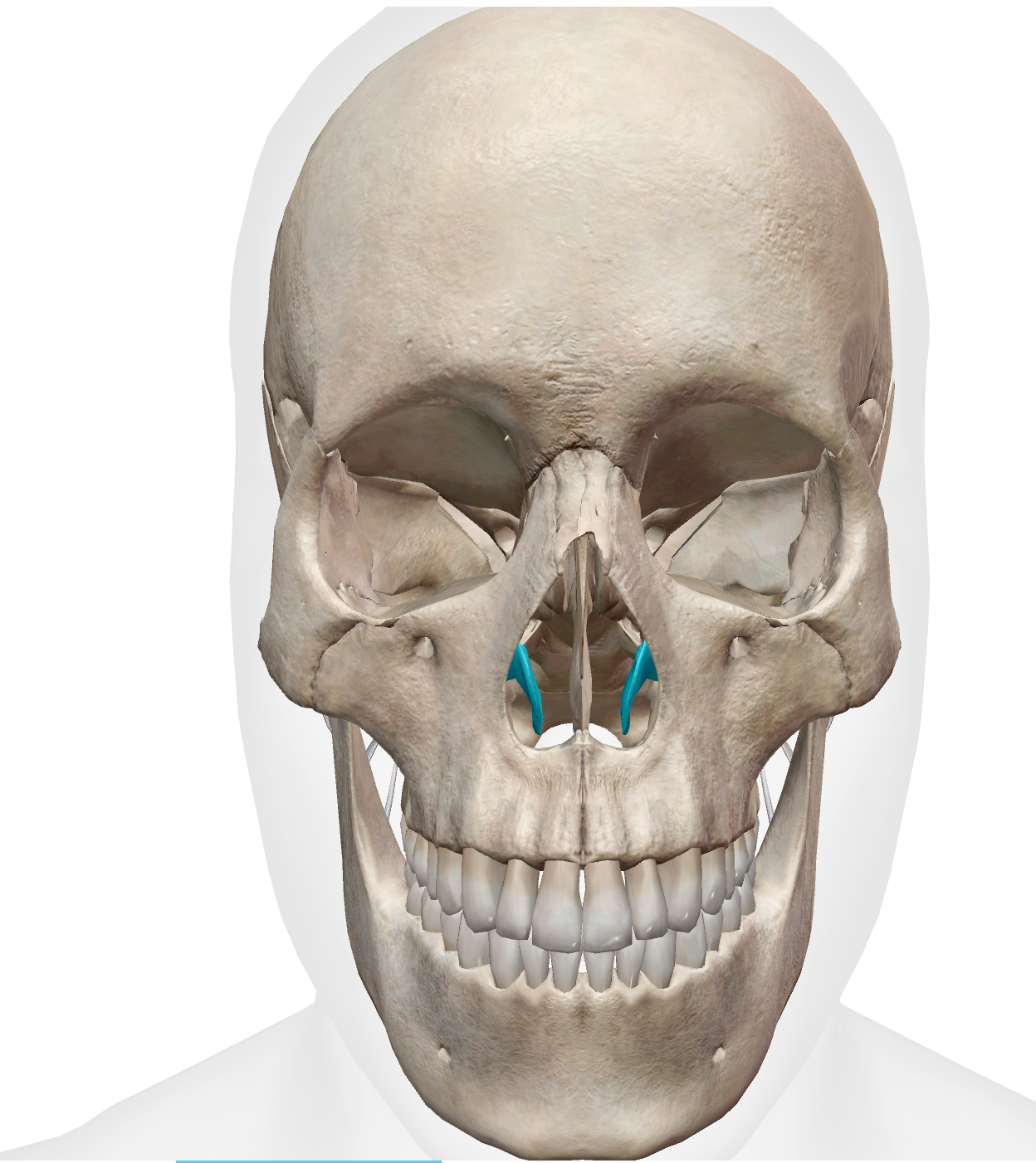 <p>curl in the middle/sides of nostril </p>