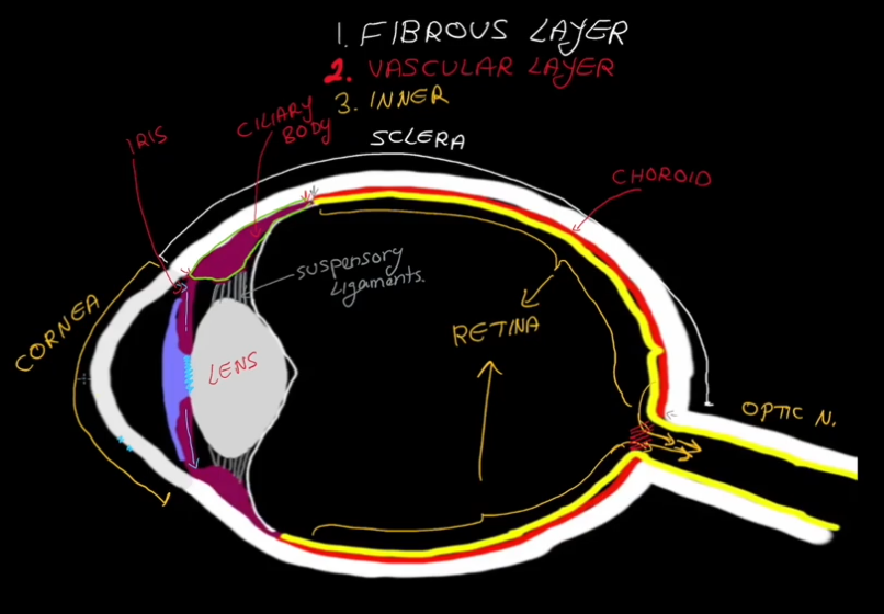 <ul><li><p>Made up of photoreceptors, rods and cones.</p></li><li><p>Has a blindspot where the axons of the photoreceptors meet and form the optic nerve.</p></li><li><p>Contains the Marcula Lutea, which the contains the Fovea Centrialis</p></li></ul><p></p>