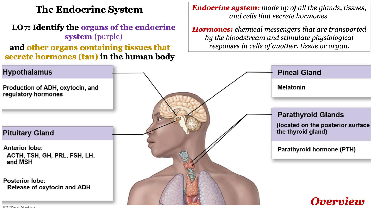 -hypothalamus
-pineal gland
-parathyroid glands 
-pituitary gland 
-thyroid gland
-adrenal gland 
-pancreas