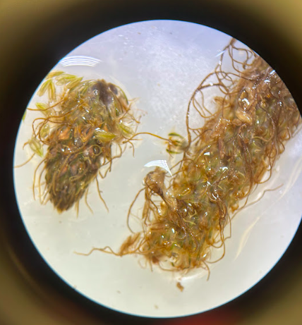 <p>Family + Genus?</p>