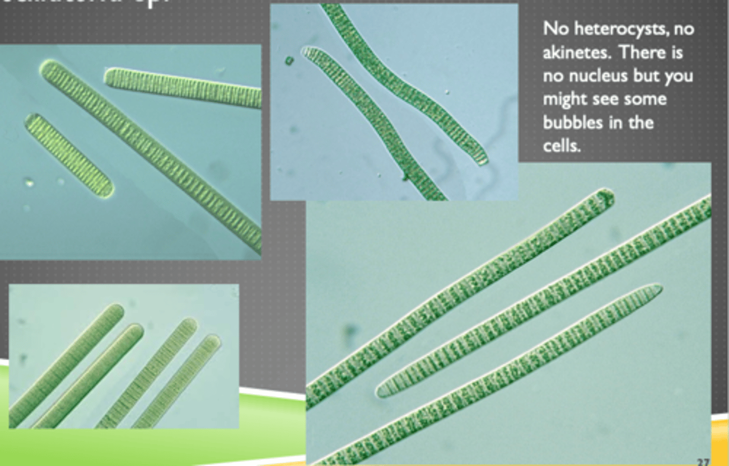 <p>phytoplankton</p>