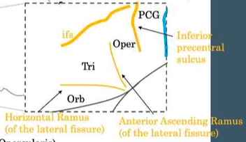 <p>separates TRI and OPER</p>