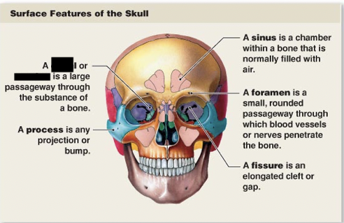 <p>this is the main surface features of the skull, what is this?</p>