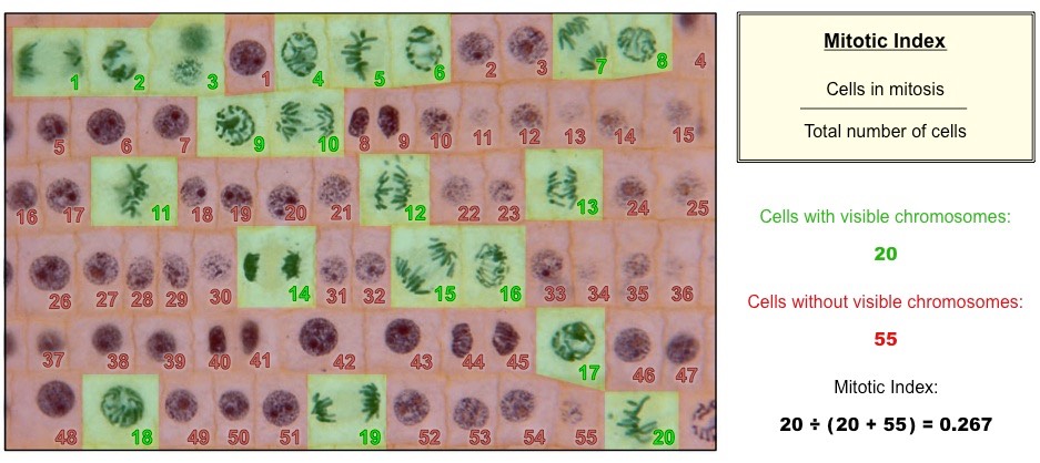 the ratio between the number of cells in mitosis to the total number of cells.
