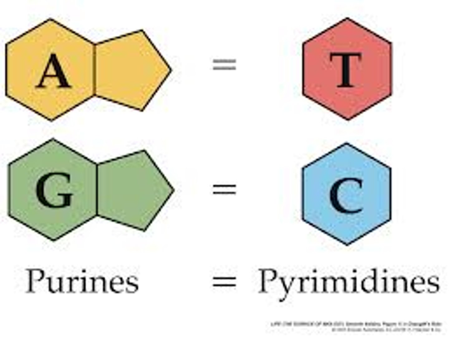 <p>In DNA, a purine complementary base pairs to a pyrimidine using hydrogen bonds</p><p>In DNA and RNA, guanine bonds with cytosine with three hydrogen bonds.</p><p>In DNA, adenine bonds with thymine with two hydrogen bonds.</p><p>In RNA, adenine bonds with uracil with two hydrogen bonds</p>