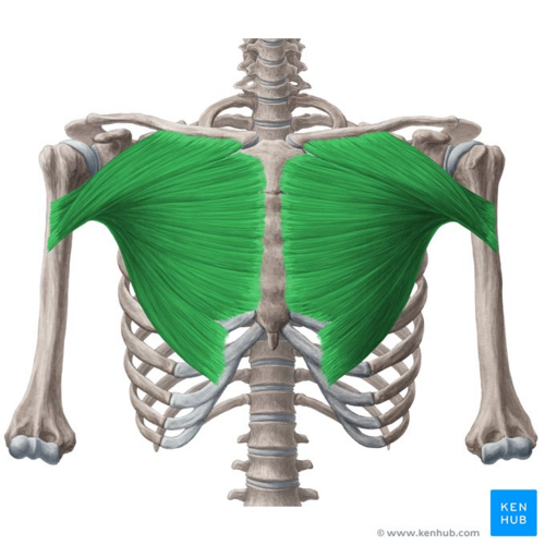 <p>Name muscle and its function</p>