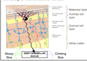 <ul><li><p>only purkinje cells- project to deep cerebellar nuclei</p></li><li><p> deep cerebellar nuclei receiving sensory information directly + indirectly (going into network and back out through purkinje fibres)</p></li><li><p>purkinje fibre receives lots of input coming from parallel fibres coming from granule cells, also input from climbing fibres </p></li></ul><p></p>