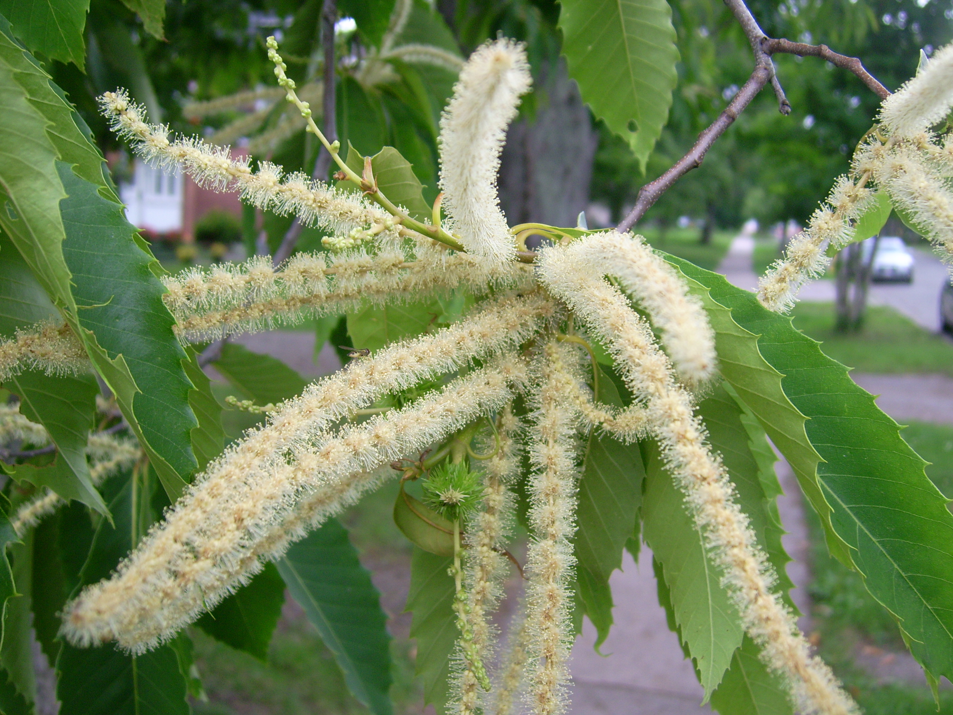 <p>Name this tree (scientific + common name)</p>