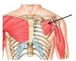 <p>medially rotates arm</p>